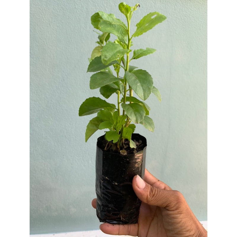 ต้นพันธุ์ใบขลู่เพาะชำกิ่งในถุงดำรากเดินดีพร้อมปลูก ราคา ถูกที่สุด ดีลบีเคเค แกลเลอรีภาพที่ 2