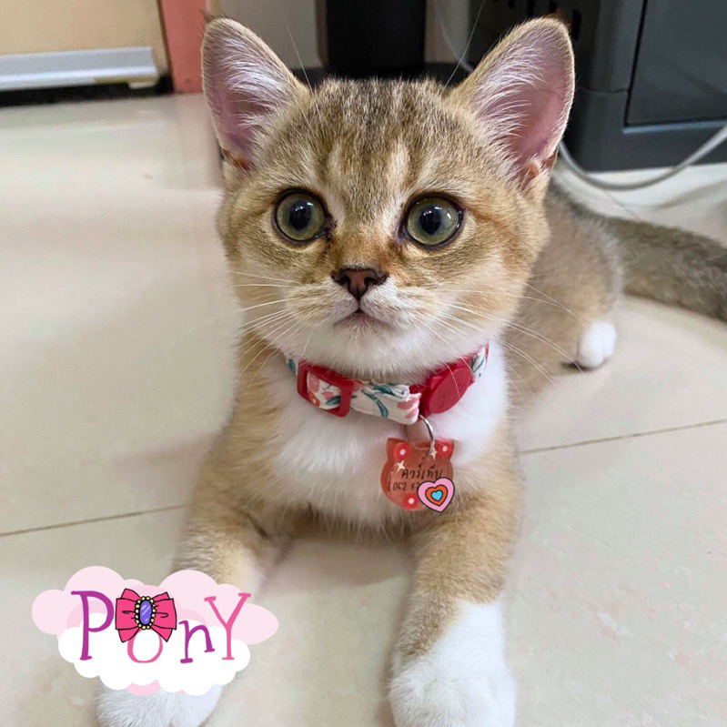 ปลอกคอพร้อมป้ายชื่อ นิรภัย แจ้งชื่อในแชทนะคะ ปลอกคอแมวผ้าคอตตอน 100% ผลิตจากผ้าคอตตอน100% เหมาะสำหรับน้องแมว