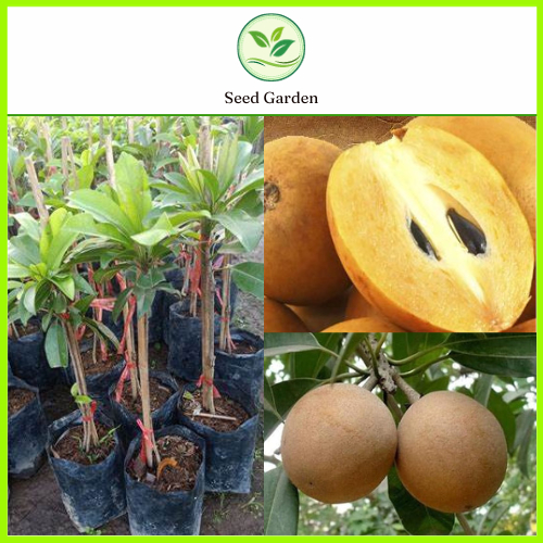 [ต้นที่ทาบแล้วสูง 60-80 ซม.] กล้าพันธุ์ละมุดยักษ์เวียดนามพันธุ์แท้ F1 โตเร็ว ใหญ่แข็งแรง โรคแมลงน้อย ผลผลิตโดดเด่น