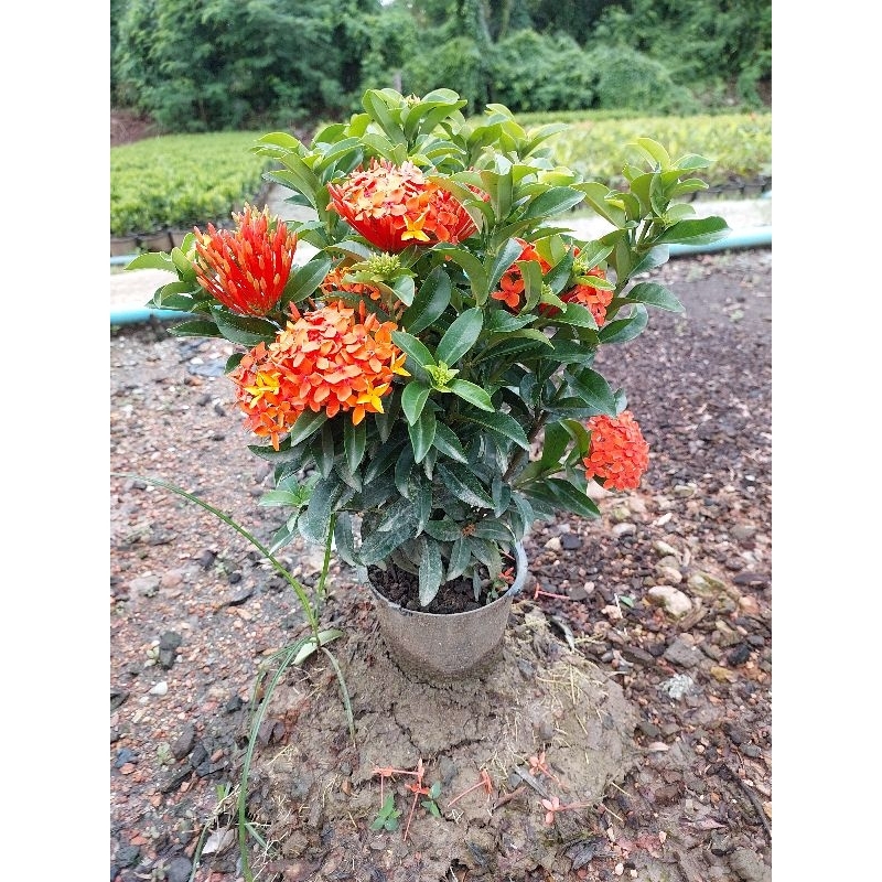 เข็มเล็กสีส้ม หรือเข็มทำรั้ว กระถาง6นิ้ว สูง25-30ซม. ข้้นต่ำ2