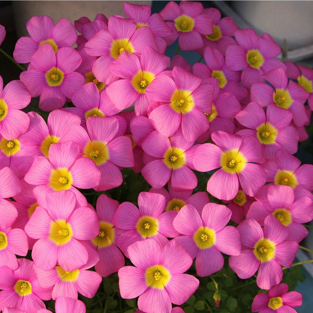 Oxalis obtusa 'Purple Sunrise' อ็อกซาลิส โอเบซ่า เพอเพิล ซันไชน์