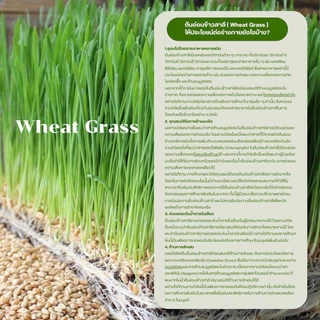ต้นอ่อนข้าวสาลี ขนาด 100 กรัม ออร์แกนิค ( Wheat Grass Powder )