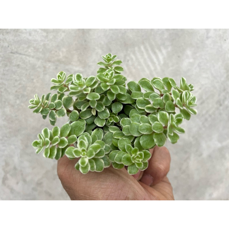 ต้นมากินอย Sedum makinoi varigated กระถาง 2 นิ้ว
