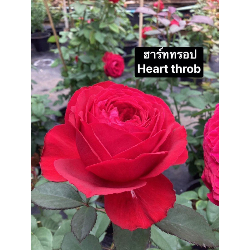 กุหลาบ-ฮาร์ททรอป ”Heart Thsob“  สีแดง ดอกใหญ่ บานทนเลี้ยงง่าย