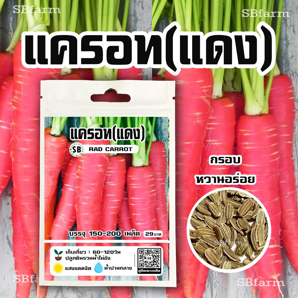 แครอทแดง (red carrot) 150-200เมล็ด/ซอง โปรโมชั่น [ซื้อ 2 แถม 1ซอง]