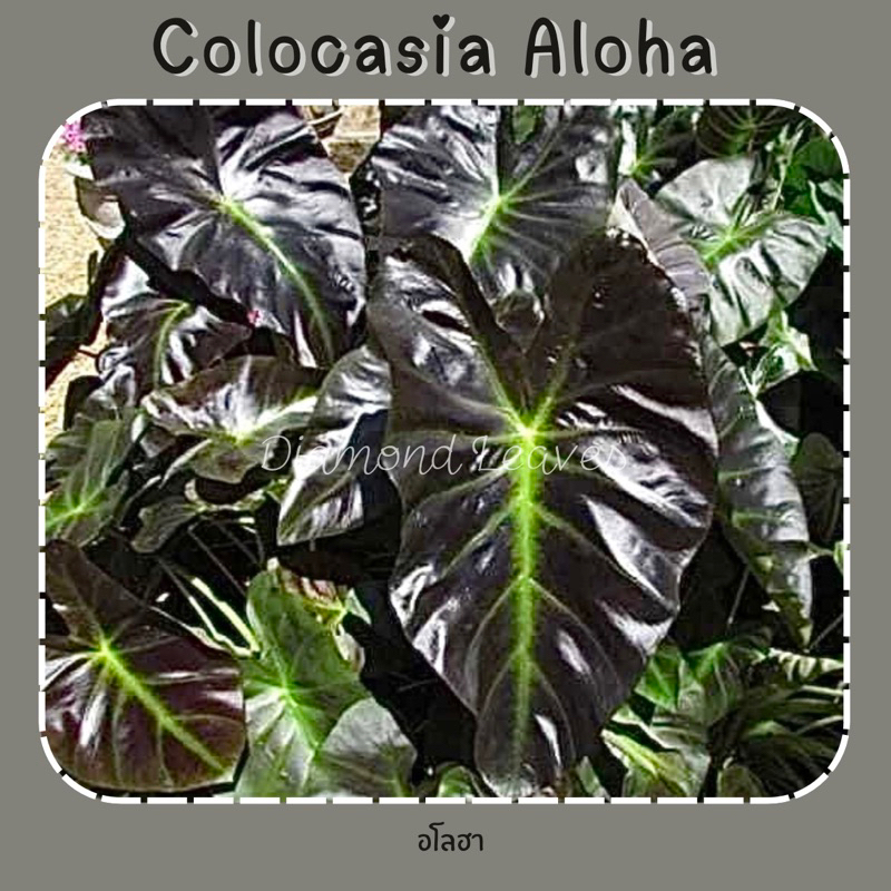 โคโลคาเซียอโลฮา Colocasia Aloha ห่อตุ้มตัดใบแท้ 100% 3ต้น ใบดำเงากระดูกเขียวเรืองแสงสวยมากๆ