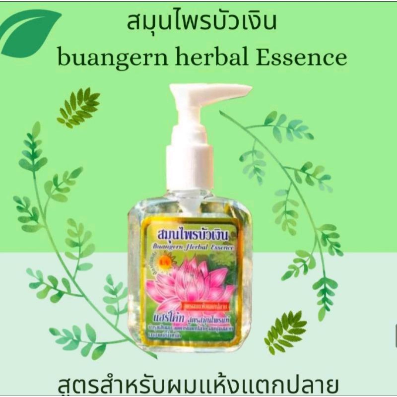สมุนไพรบัวเงิน แฮร์โค้ท Buangern Herbal เซรั่มบำรุงผม สำหรับผมแห้งเสียแตกปลาย