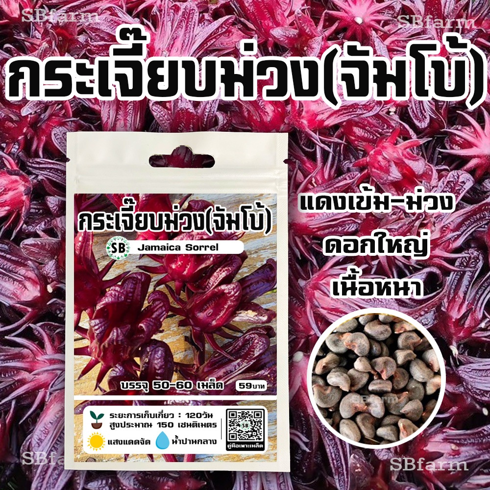 เมล็ดกระเจี๊ยบม่วง(จัมโบ้) โปรโมชั่น [ซื้อ 2 แถม 1ซอง] แดงเข้ม-ม่วง/เนื้อหนา [บรรจุ 50-60เมล็ด/ซอง]