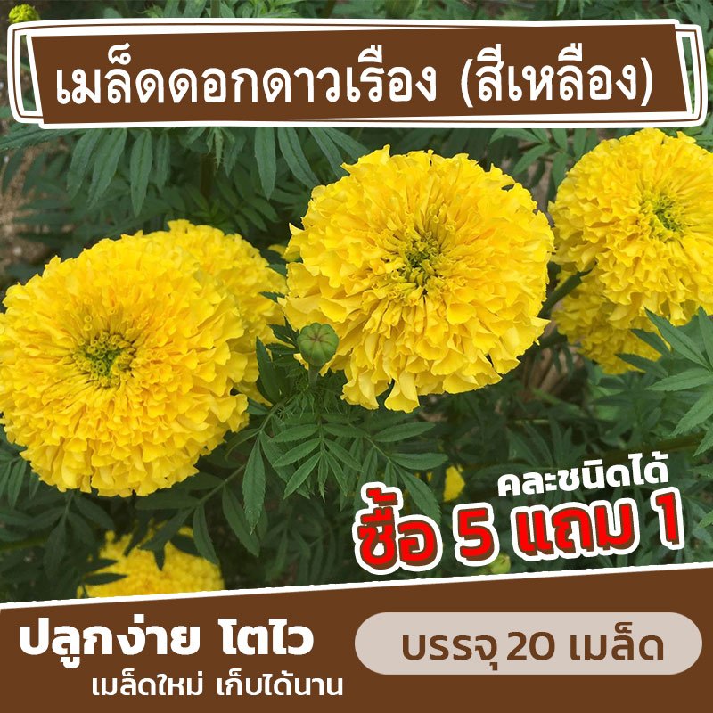 เมล็ดพันธุ์ ดอกดาวเรือง(สีเหลือง) แบ่งขาย 15 เมล็ด (ซื้อ 5 แถม 1) ดอกคำปู้จู้