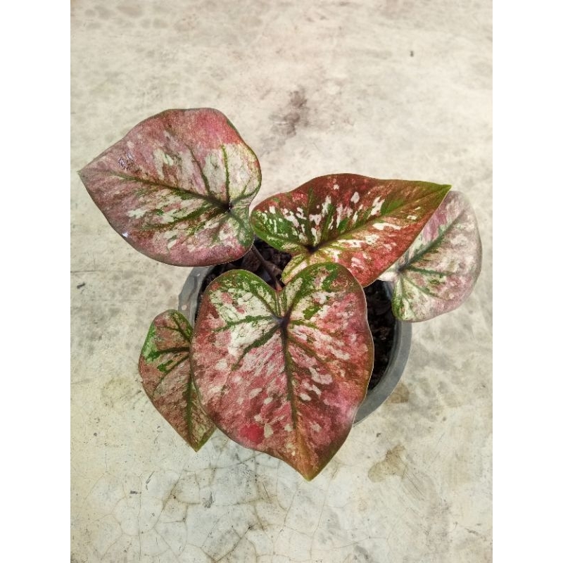 บอนสี ศิลาหุ้มทอง ในกระถาง 4 นิ้ว