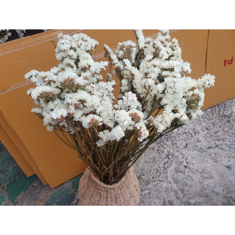 *พร้อมส่ง* [COD] สแตติสแห้ง ดอกไม้แห้ง ดอกไม้ กำใหญ่ สำหรับจัดช่อ ตกแต่งบ้าน คาเฟ่ งานฝีมือ มินิมอล วินเทจ