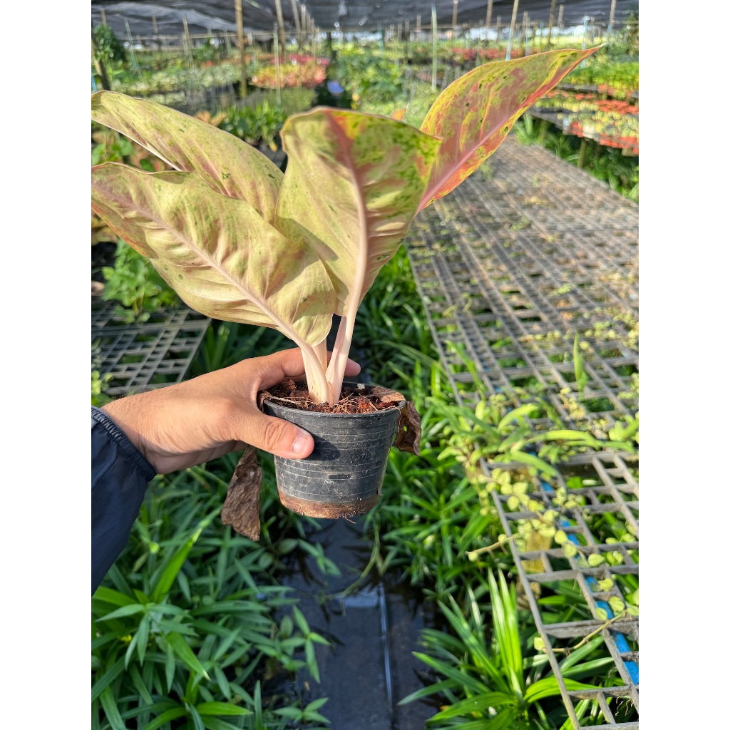 มุมมอง 2