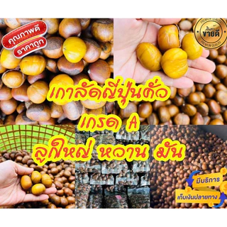 เกาลัดญี่ปุ่นคั่วสุกพร้อมทานหวานมันแถมที่แกะ คั่วสดใหม่ทุกวัน 1 กิโลกรัม
