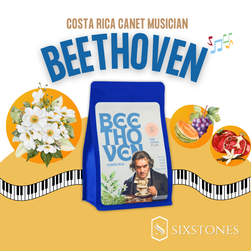 Beethoven เมล็ดกาแฟคั่วอ่อน Costa Rica Canet Musician หอมมาก เหมาะกับกาแฟดำ กาแฟดริป โรงคั่วกาแฟซิกซืสโตนส์ sixstones