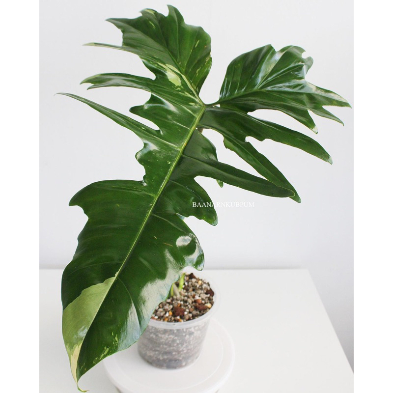 Philodendron Golden Dragon Var. มังกรด่าง