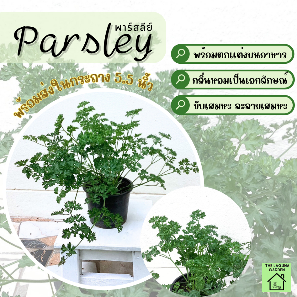 พาร์สลีย์/ต้นพาร์สลีย์ /Parsley (ไม่มีขั้นต่ำการสั่งซื้อ) ถูกที่สุดในShopee! ค่าส่งเริ่มต้นที่ 35 บาท!