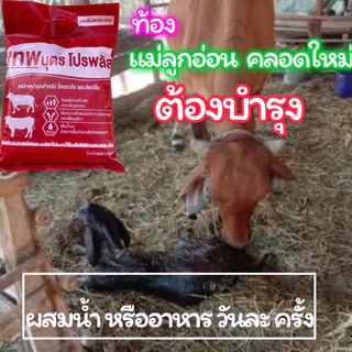 🔥ชุดเห็นผล3ถุง🔥เทพบุตรโปรพลัส