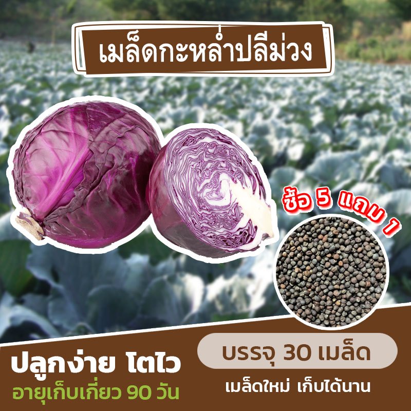 เมล็ดพันธุ์กะหล่ำปลีม่วง แบ่งขาย 30 เมล็ด (ซื้อ 5 แถม 1) คละชนิดได้