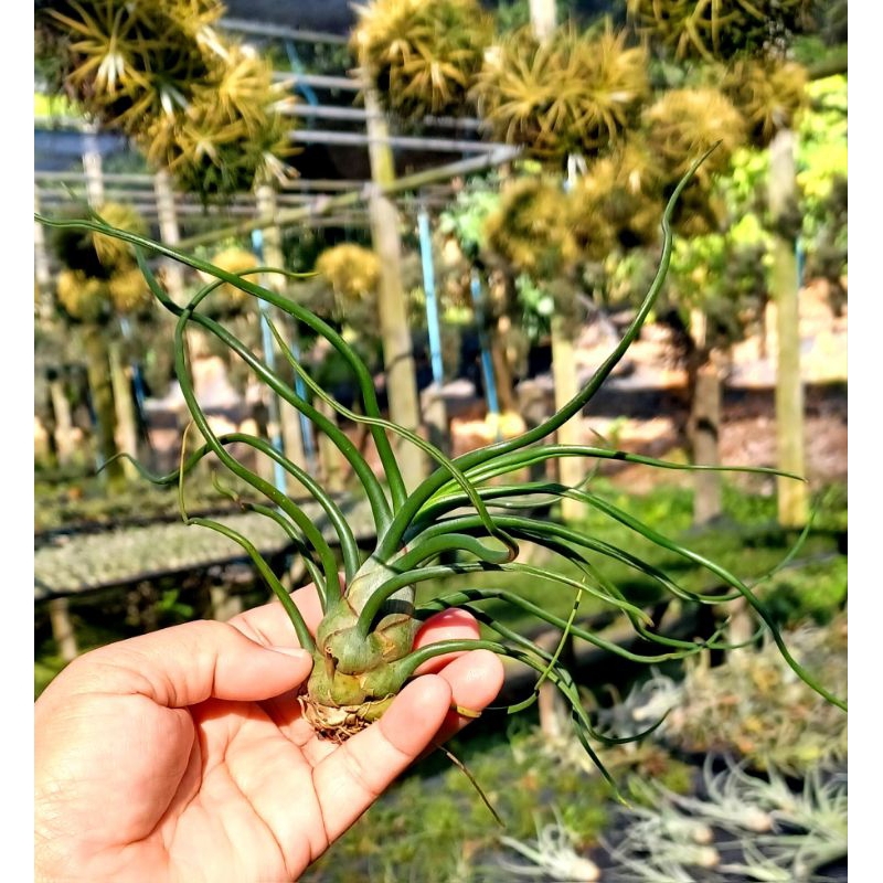 Tillandsia bulbosa giant ไม้รากอากาศ
