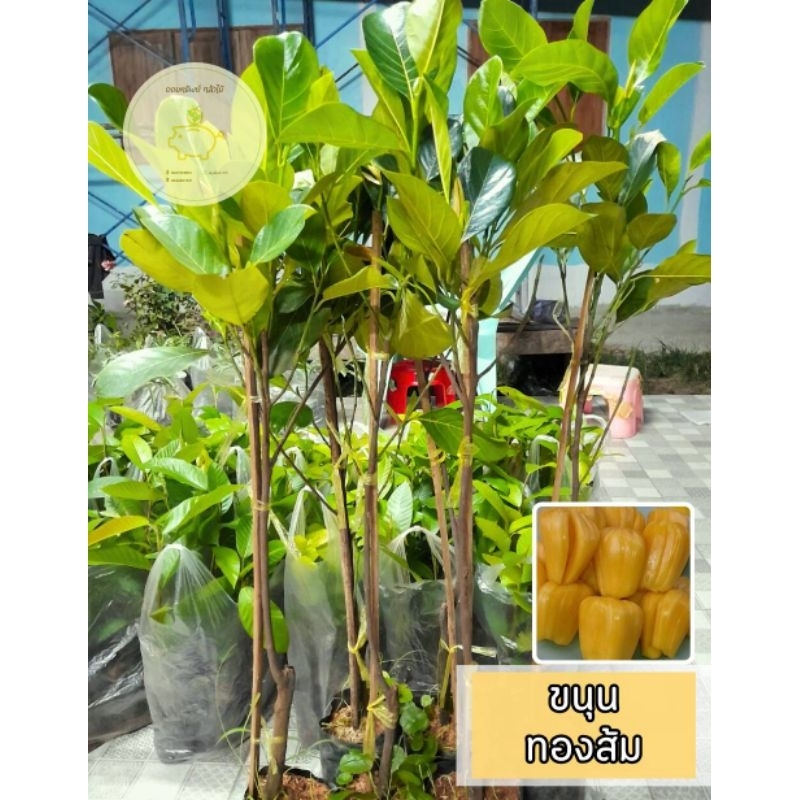ต้นขนุนทองส้ม พร้อมปลูก ราคาถูก ต้นสวย แข็งแรง เสียหายเคลมฟรี
