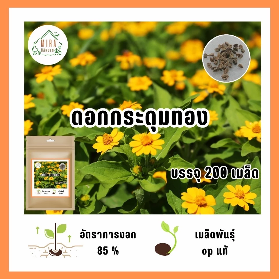 เมล็ดพันธุ์ ดอกกระดุมทอง 200 เมล็ด