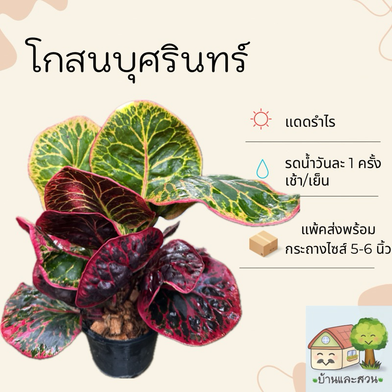 โกสนบุศรินทร์ ใบลายสวยสีแดงผสม ต้นฟอร์มสวยพร้อมเปลี่ยนเลี้ยงกระถางใหญ่ แพ้คต้นจัดส่งพร้อมกระถาง ไซส์ 5-6 นิ้ว
