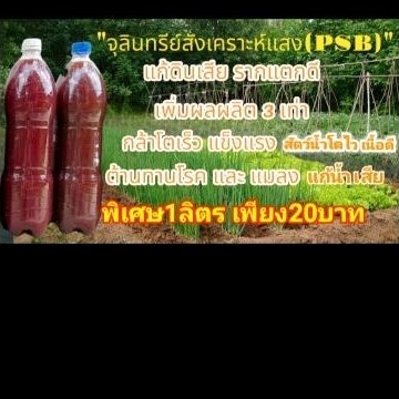 จุลินทรีย์สังเคราะห์แสง(PSB)