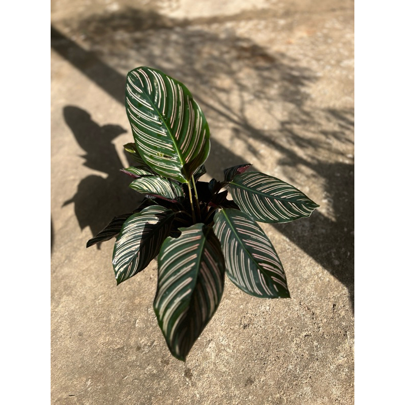 คล้าขุนแผนเรียกทรัพย์Calathea Ornata ราคา ถูกที่สุด ดีลบีเคเค แกลเลอรีภาพที่ 3