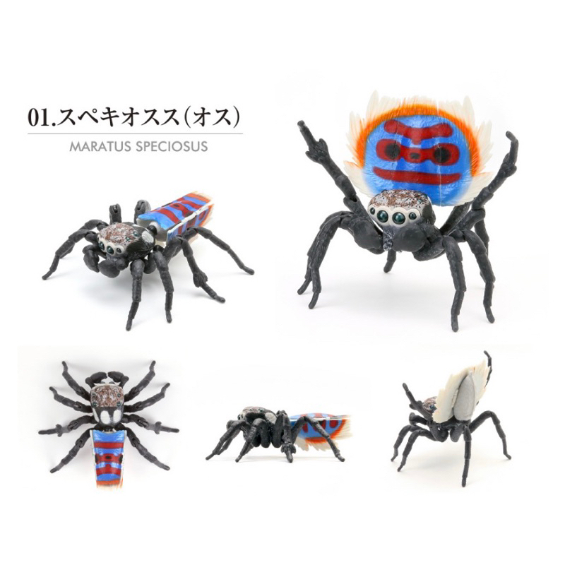 กาชาปองแมงมุมนกยูง Bandai Dango Mushi Peacock Spider Action V.01