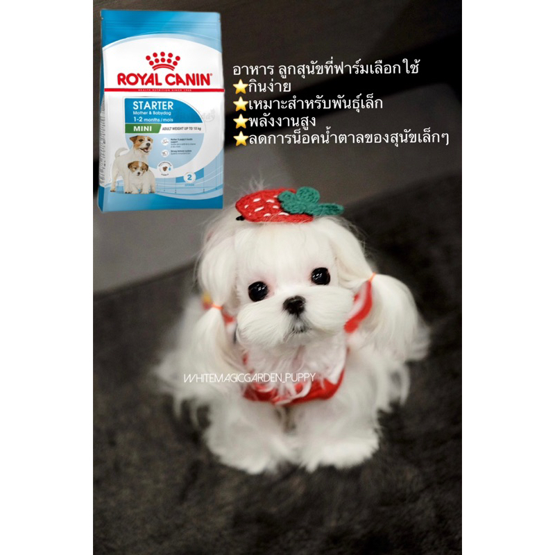 Royal Canin Starter อาหารสุนัขลูกสุนัขและแม่ให้นมลูก