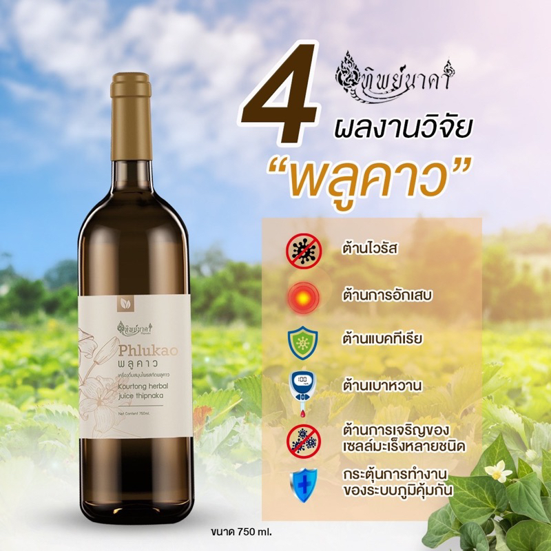 สมุนไพรพลูคาว(คาวตอง)ทิพย์นาคาออแกนิคแท้สกัดเข้มข้นสูตรดั้งเดิมส่งตรงจากโรงงาน - รูปที่ 2