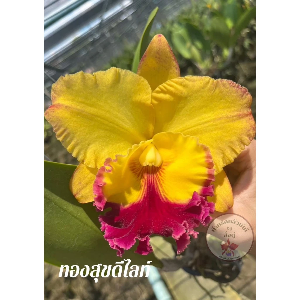 กล้วยไม้แคทลียา ทองสุขดีไลท์ ต้นพร้อมให้ดอก thumbnail 3