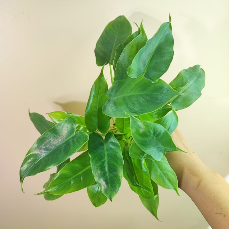 ฟิโลเดนดรอน เบอร์เบิ้ลมาร์ค หลุดด่าง Philodendron Burle marx ฟิโลมรกต มรกตเขียว