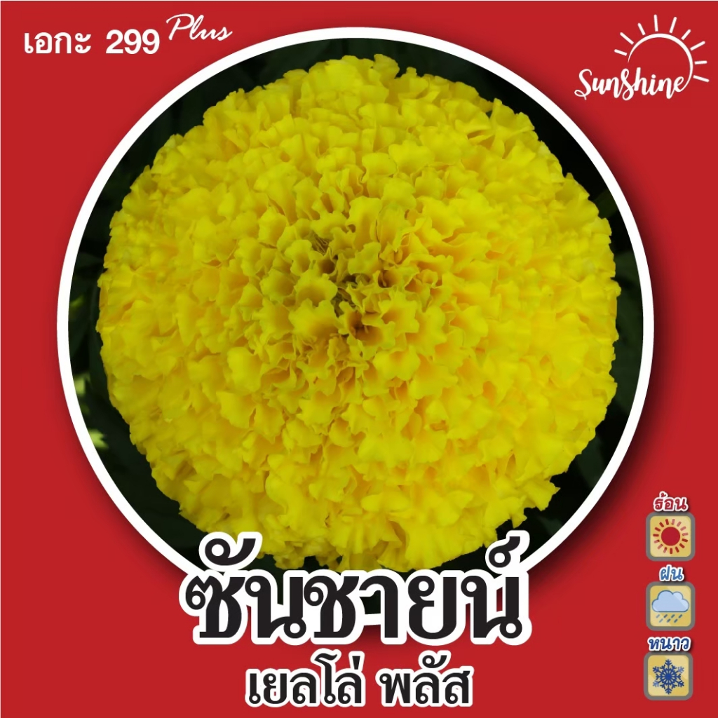 AGA SHOP เมล็ดพันธุ์ดาวเรือง ซันชายน์พลัส 100 เมล็ด