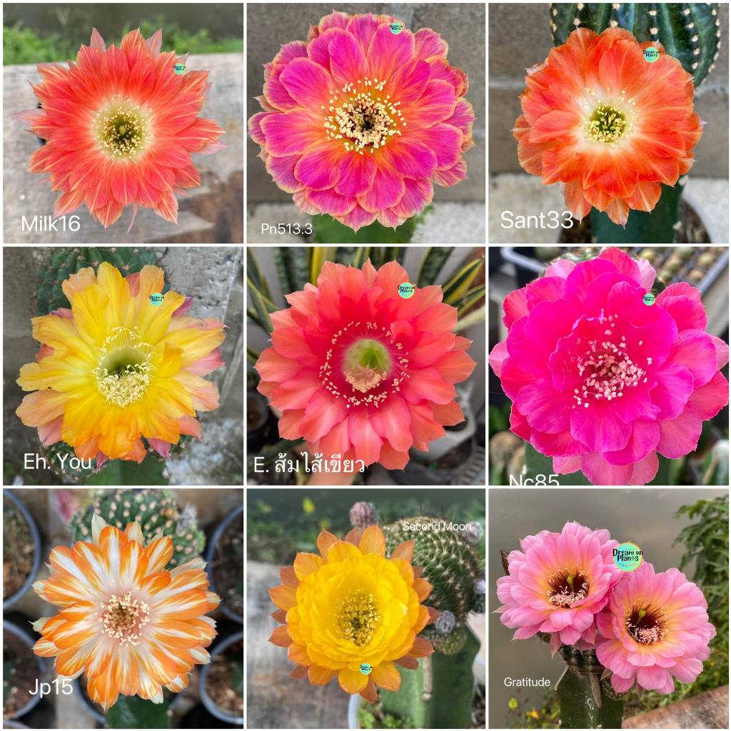 [มีรากแล้ว] โลบิเวีย Lobivia / อิชินอปซิส Echinopsis  ไม้เมล็ด/ไม้ชำหน่อ กระบองเพชร ส่งทั้งกระถาง