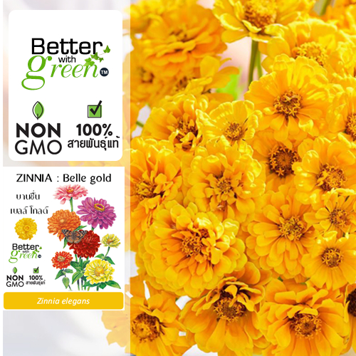 เมล็ดพันธุ์ บานชื่น เบลล์ โกลด์ 50 เมล็ด (ZINNIA : Belle gold) นำเข้า การันตีสายพันธุ์