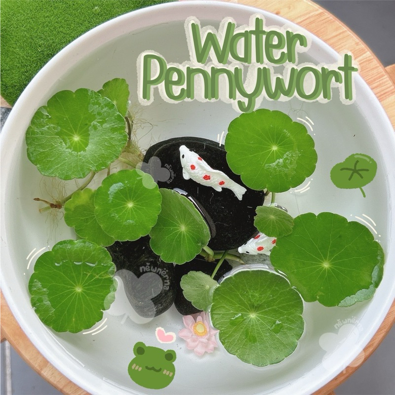 Water Pennywort/แว่นแก้ว สำหรับตกแต่งอ่างปลา ตู้ปลา สวนถาดชื้น ตู้ไม้น้ำ