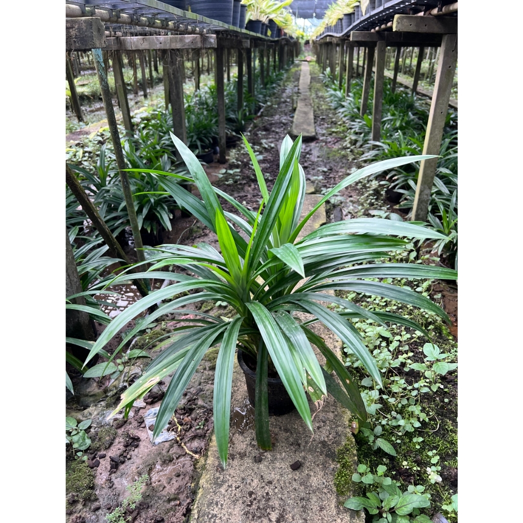 มุมมอง 3