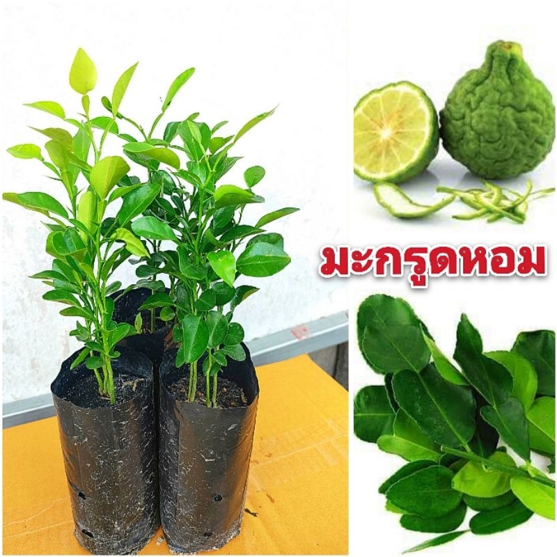 ต้นมะกรูดพันธุ์เกษตร ใบใหญ่ ใบหอม ใบดก ผลดก ปลูกได้ทุกสภาพพื้นดิน ดูแลง่าย ต้นเเข็งเเรงพร้อมปลูก  เสียหายยินดีเคลมฟรี