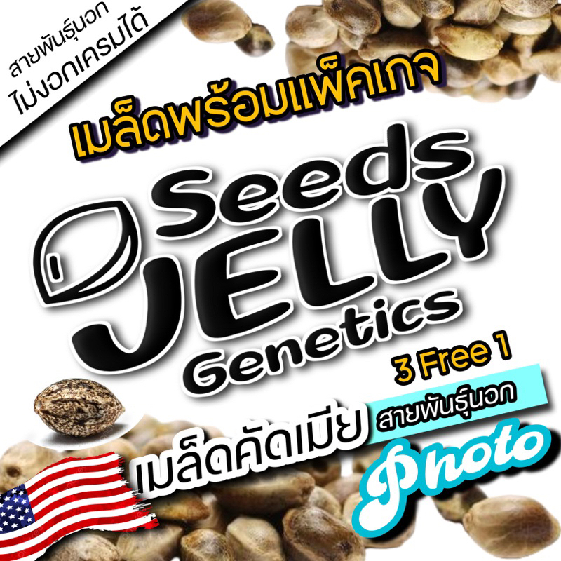 เมล็ด ลดราคา ค่าย Jelly​ seeds​ Genetics​ พร้อม แพ็คเกจ (เมล็ดคัดเมีย)