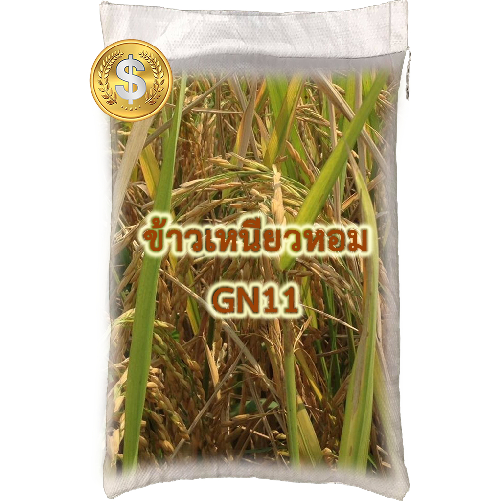 เมล็ดพันธุ์ ข้าวเหนียวหอม GN11(ใหม่) ขนาด 15,20 กิโลกรัม