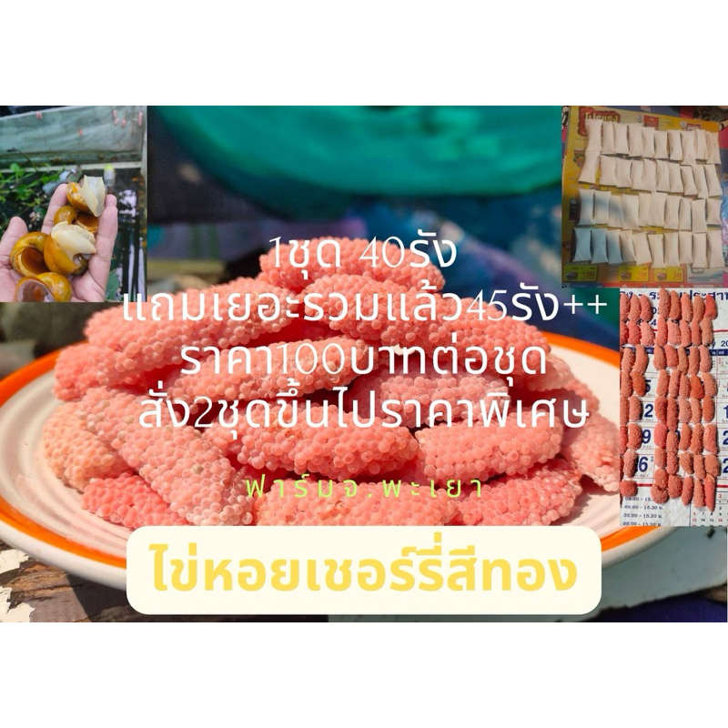 ไข่หอยเชอรี่สีทองเนื้อสีทองแท้ 100% 40-45รัง (ฟาร์มพะเยาส่งจากพะเยาเท่านั้น)แถมแล้ว45รัง++100บาท
