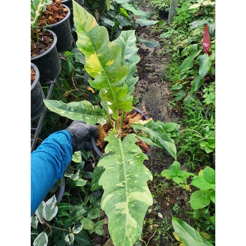 Philodendron ring of fire ใบเลื่อยด่าง