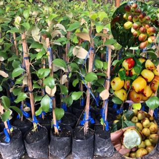 ต้นพุทรา ปลูกทาบกิ่ง สูง 60-80ซม. พุทราปลูกง่าย ปรับตัวเข้าก…