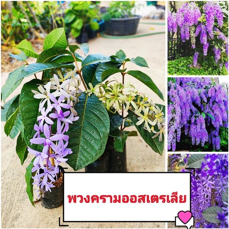 พวงครามออสเตรเลีย สีม่วงพันธุ์ช่อดอกใหญ่ ต้นพันธุ์ชำกิ่งพร้อมออกดอก ดอกดก ออกตลอดปี ต้นเเข็งเเรงพร้อมปลูก