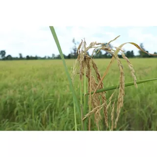 เดวิลคลาโซล 75 (ไตรไซคลาโซล) 100 กรัม ป้องกันและกำจัดโรคใบจุดสีน้ำตาล โรคใบไหม้ โรคเน่าคอรวง