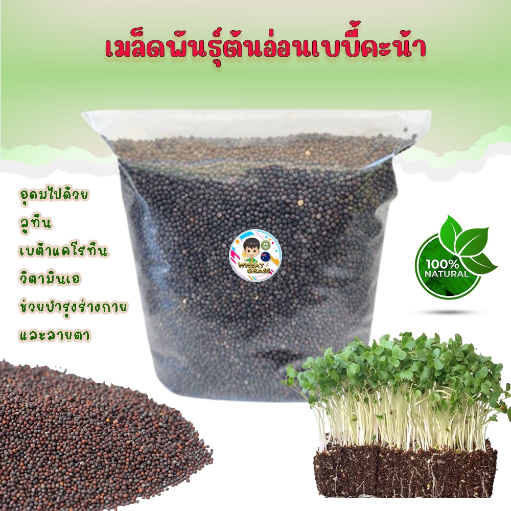 1 KG เมล็ดเพาะต้นอ่อน เบบี้คะน้า ยอดคะน้า Microgreen Baby Kale