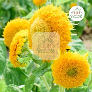 เมล็ดพันธุ์ ดอกทานตะวันหน้าหมี บรรจุ 10 เมล็ด