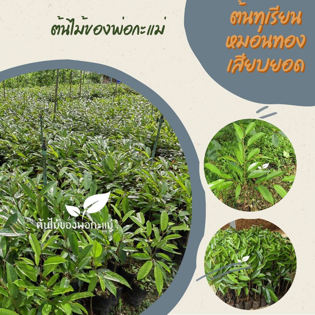 ต้นทุเรียนเสียบยอด​ หลากสายพันธุ์​ สูง 40 ซม.++