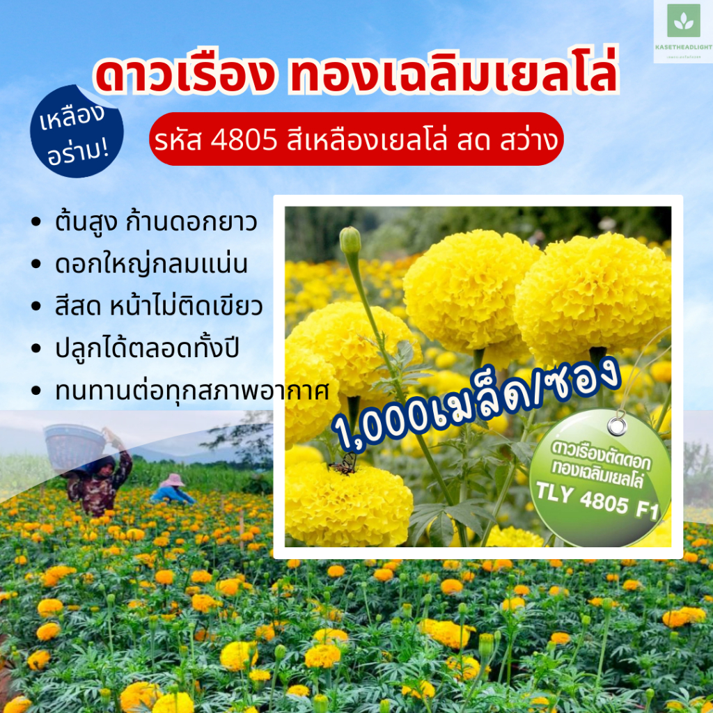 1,000เมล็ด สีเหลืองสด ทองเฉลิม โกลด์ ดาวเรืองตัดดอก TLG 4805 F1 ดาวเรือง